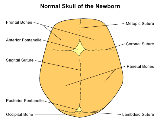 fontanelles of the skull